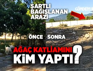 Buca Belediyesi Ballı bağış Arazisi Önünde Ağaç katliamını kim yaptı ?