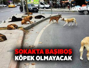 Sokakta Başıboş köpek olmayacak