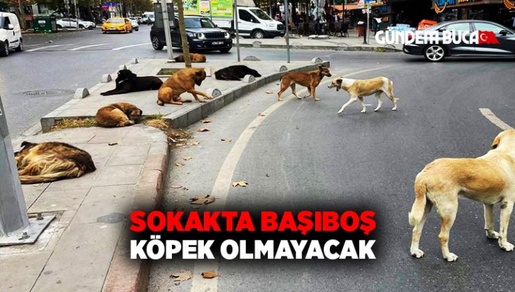 Sokakta Başıboş köpek olmayacak