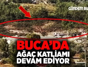 Buca’da Ağaç Katliamı Devam Ediyor.