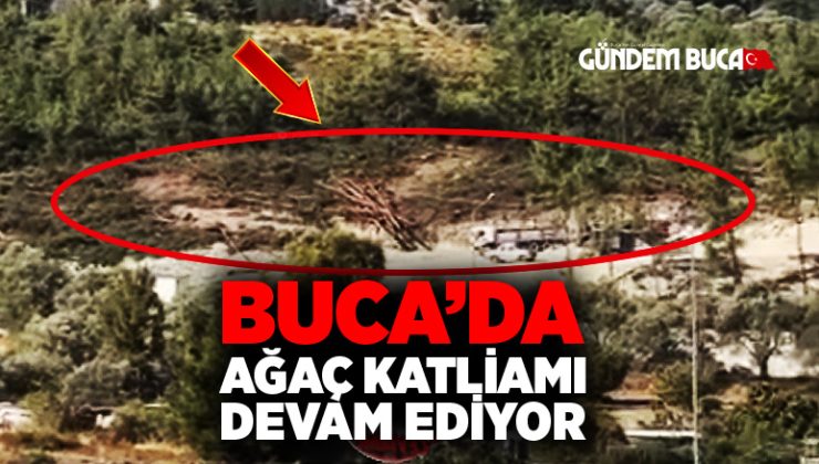 Buca’da Ağaç Katliamı Devam Ediyor.