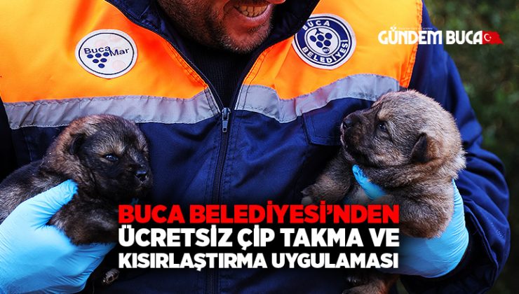 Buca Belediyesi’nden ücretsiz çip takma ve kısırlaştırma uygulaması