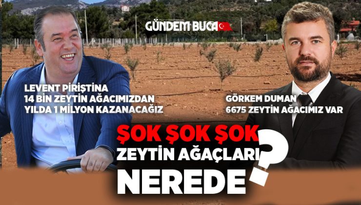 Soru Önergesi Skandalı ortaya çıkardı Zeytin Ağaçları Nerede ?