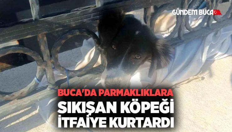 Buca’da parmaklıklara sıkışan  köpek kurtarıldı.