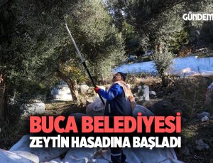 Buca Belediyesi zeytin hasadına başladı