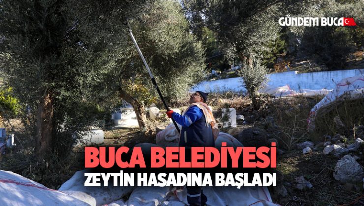 Buca Belediyesi zeytin hasadına başladı