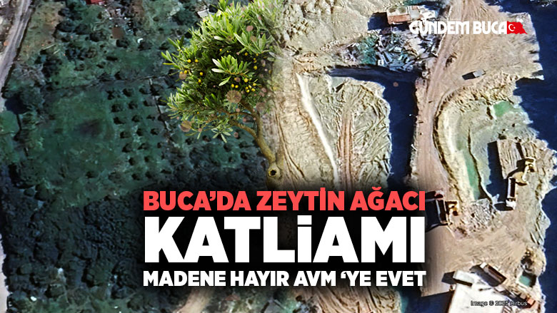 İzmir Buca 'da AVM için Zeytin Ağacı Katliamı