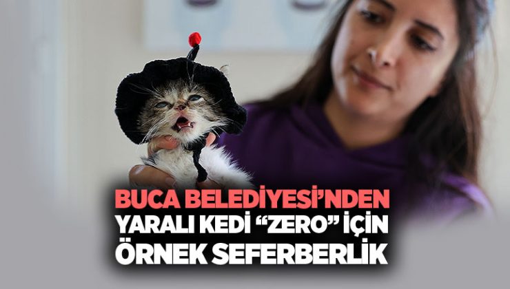 Buca Belediyesi’nden Yaralı Kedi “Zero” İçin Örnek Seferberlik