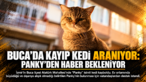 Kayıp Kedi İlanı