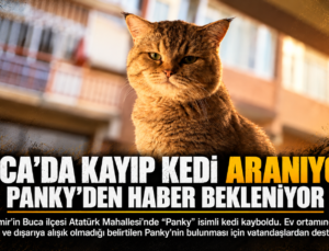 Buca’da Kayıp Kedi Aranıyor: Panky’den Haber Bekleniyor