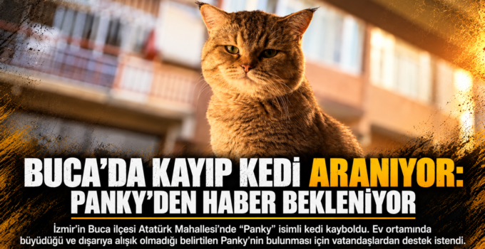 Buca’da Kayıp Kedi Aranıyor: Panky’den Haber Bekleniyor