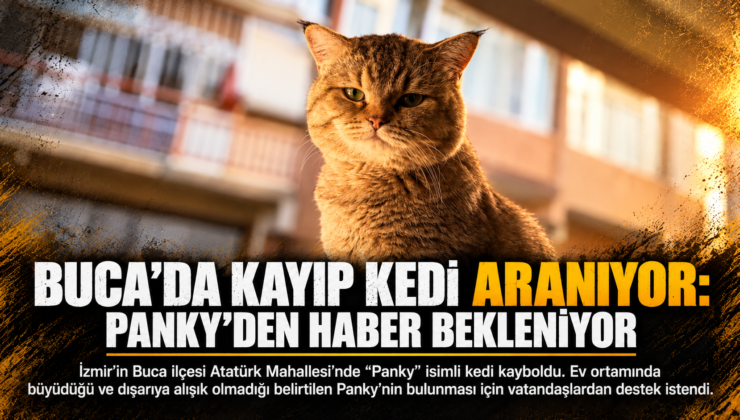 Buca’da Kayıp Kedi Aranıyor: Panky’den Haber Bekleniyor