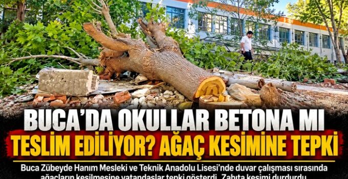 Buca ’da Okullar Betona mı Teslim Ediliyor? Duvar Yapımı İçin Yıllık Ağaçlar Kesildi!