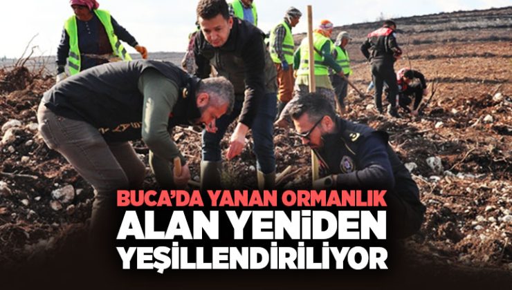 Buca ’da Yanan Ormanlık Alan Yeniden Yeşillendiriliyor
