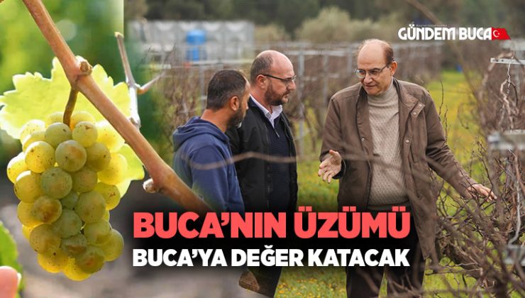 Buca’nın Üzümü Buca ‘ya Değer Katacak
