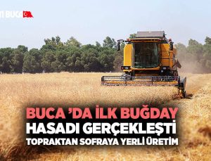 Buca ’da İlk Buğday Hasadı Gerçekleşti Topraktan Sofraya Yerli Üretim