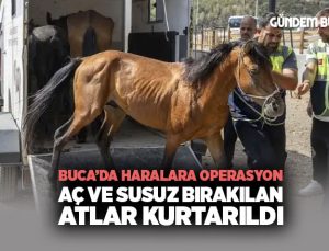 Buca ’da Haralara Operasyon: Aç ve Susuz Bırakılan Atlar Kurtarıldı