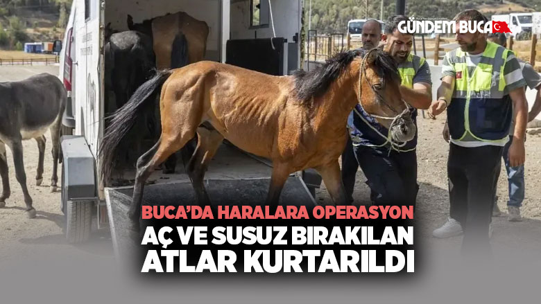 Buca 'da aç kalan atlar