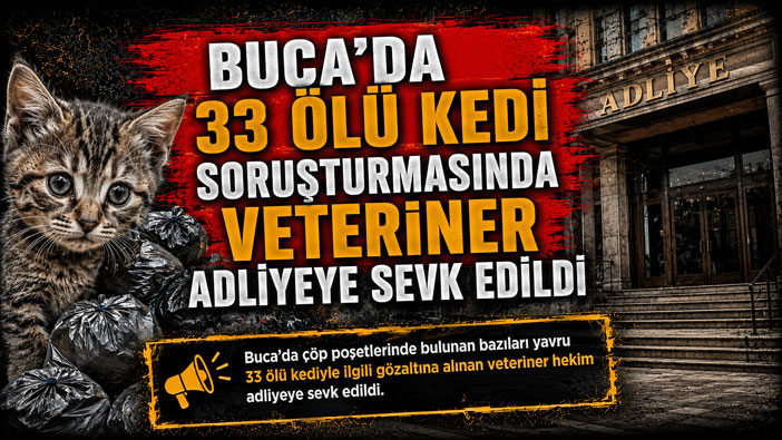 Buca Kedi Ölümleri